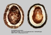 Scutellastra granularis